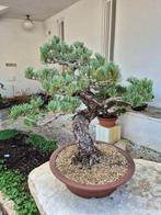 Bonsai van Pinus Pentaphylla - Verzamelstuk - Hoogte (boom):, Antiek en Kunst