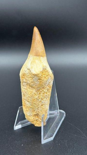 Mosasaure - Dent fossile - Mosasaurus sp. (Sans Prix de, Collections