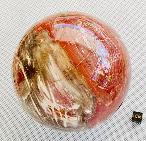 Bois fossile - Bois fossilisé - 110 cm - 110 cm, Verzamelen, Mineralen en Fossielen