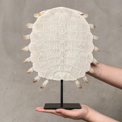 GEEN MINIMUMVERKOOPPRIJS - Chinese weekschildpadpantser op, Antiek en Kunst, Kunst | Designobjecten