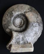 Zeer grote ammoniet uit het Jura - Gefossiliseerde schelp -