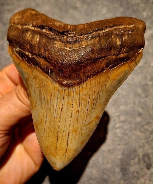 Megalodon - Fossiele tand - Otodus (Carcharocles) megalodon, Verzamelen, Mineralen en Fossielen