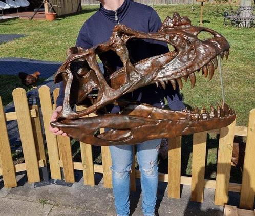 Dinosaurus Schedel - 1:1 Ceratosaurus Skull 83cm Museum, Antiek en Kunst, Kunst | Designobjecten