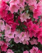 ‘Saien’ Satsuki azalea bonsai - Hoogte (boom): 22 cm -