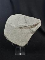 Trompetvis Trichurus strigatus - Fossiel skelet - Centricus