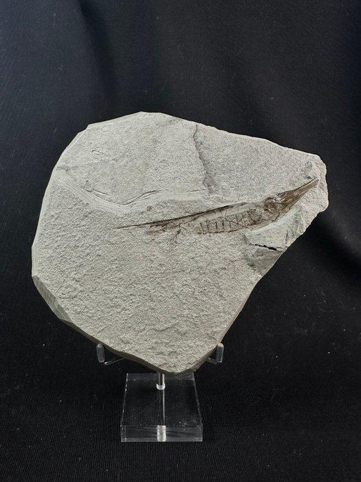 Trompetvis Trichurus strigatus - Fossiel skelet - Centricus, Antiek en Kunst, Curiosa en Brocante