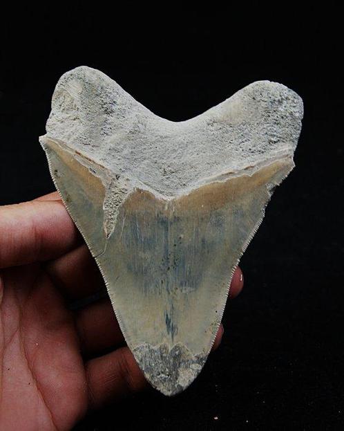 Mégalodon - Dent fossile - Otodus Megalodon, Verzamelen, Mineralen en Fossielen