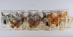vlinders, insekten Taxidermie volledige montage - diverse, Verzamelen, Nieuw