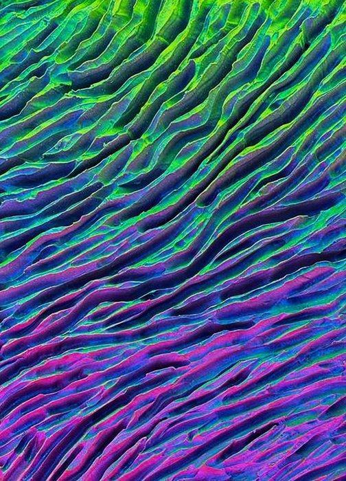 Maria Ruisi - Elite Contemporary Art, Antiek en Kunst, Kunst | Designobjecten