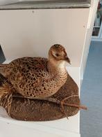 Fazant Taxidermie volledige montage - Phasianus colchicus -, Nieuw