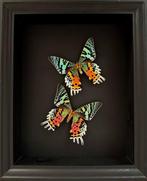 Papillon de nuit Support de corps entier pour taxidermie -, Nieuw