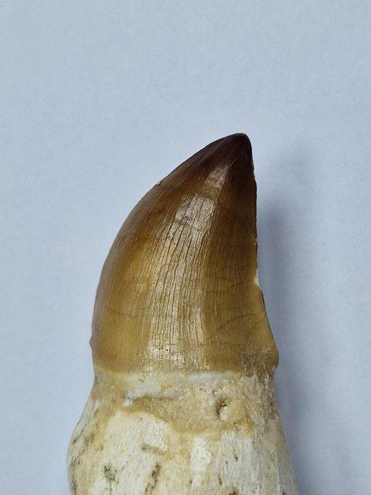 Mosasaurus - Fossiele tand - 9 cm (Zonder Minimumprijs), Verzamelen, Mineralen en Fossielen