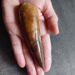 Dinosaurus - Fossiele tand - Spinosaurus aegyptiacus - 115