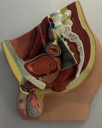 Anatomisch model - Rubber - 1950-1960 - Bekken en penis 1960