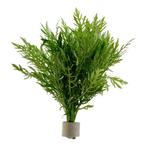 Hygrophila Difformis, Dieren en Toebehoren, Verzenden, Nieuw