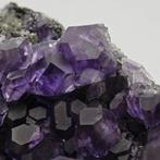 Blauwe/paars fluoriet, kuboktaëdri op kwarts, elegant.