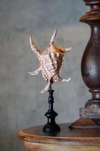 Indrukwekkende set van twee Spider Conch Shells op op maat