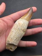 Mosasaurus - Gefossiliseerd dier - 12 cm (Zonder