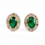 Zonder minimumprijs - Oorbellen - 14 karaat Zambia, Geel, Nieuw