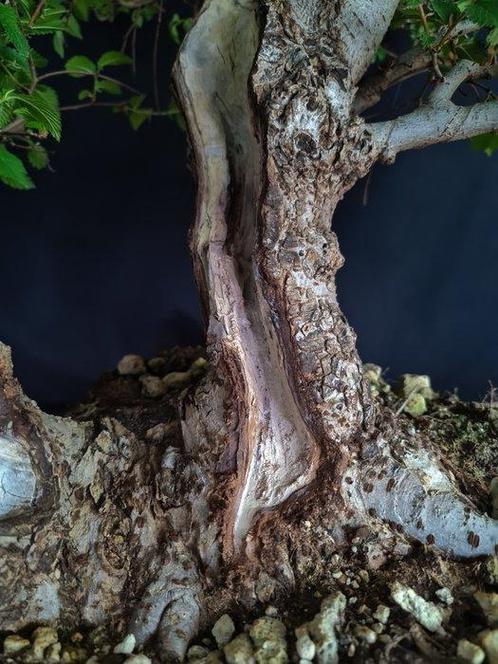Elm Bonsai – Verzamelstuk - Hoogte (boom): 40 cm - Diepte, Antiek en Kunst, Kunst | Designobjecten