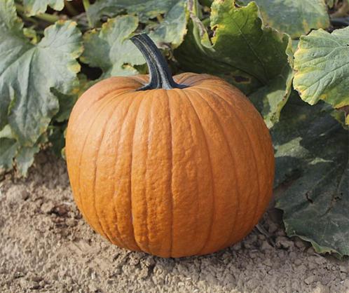 Boomer f1 pmt halloween 5000 zaden - halloweenpompoen, Hobby en Vrije tijd, Knutselen, Nieuw