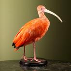 Rode Ibis Taxidermie Opgezette Dieren By Max, Ophalen of Verzenden, Nieuw, Vogel, Opgezet dier