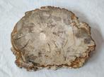 Versteend hout - Gefossiliseerd hout - Dipterocarpus sp. - 3, Verzamelen, Mineralen en Fossielen