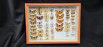 Palearctique Moths / Butterflies ex COLLET Belgium, Verzamelen, Dierenverzamelingen, Nieuw
