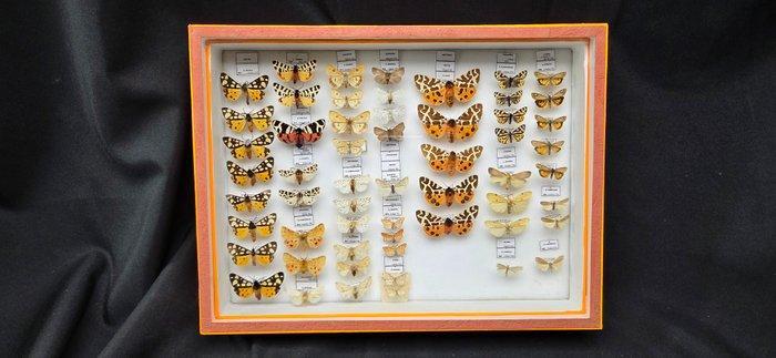 Palearctique Moths / Butterflies ex COLLET Belgium, Verzamelen, Dierenverzamelingen