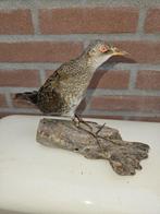 Porseleinhoen Taxidermie volledige montage - Porzana porzana, Nieuw