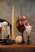 Prachtige set van 2 schelpen - Spider Conch Shell & Melo, Antiek en Kunst