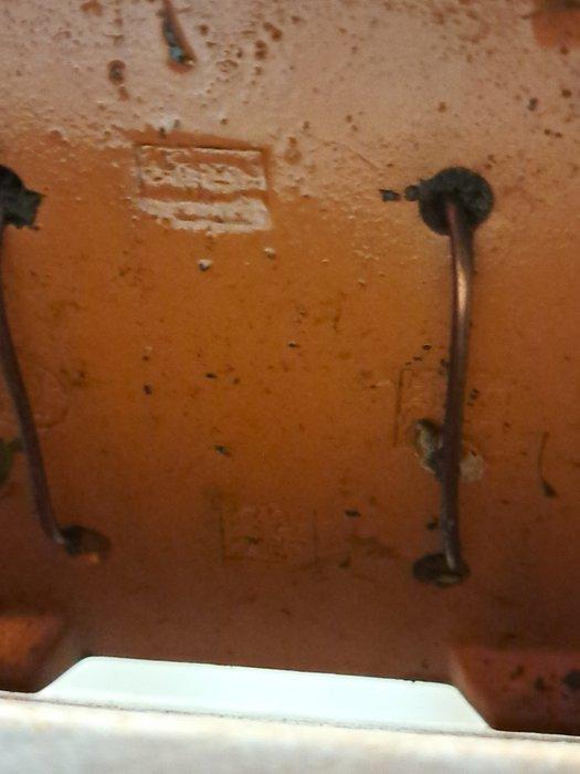 Juniperus chinensis kishu bonsai - Hoogte (boom): 25 cm -, Antiek en Kunst, Curiosa en Brocante