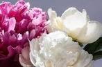 Geurolie Peony & Vanilla voor melts kaarsen en zeep 20 ml, Nieuw