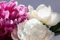 Geurolie Peony & Vanilla voor melts kaarsen en zeep 20 ml, Hobby en Vrije tijd, Knutselen, Nieuw