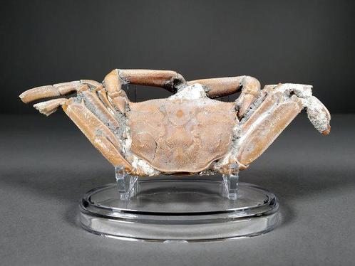 Schitterende fossiele krab - Gefossiliseerd dier -, Verzamelen, Mineralen en Fossielen