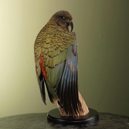 Kea Taxidermie Opgezette Dieren By Max, Verzamelen, Dierenverzamelingen, Opgezet dier, Nieuw, Vogel, Ophalen of Verzenden