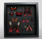 Vlinder Taxidermie volledige montage - Atrophaneura semperi,
