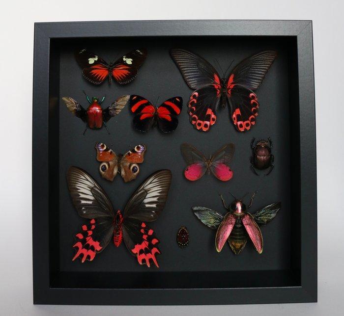 Vlinder Taxidermie volledige montage - Atrophaneura semperi,, Antiquités & Art, Curiosités & Brocante