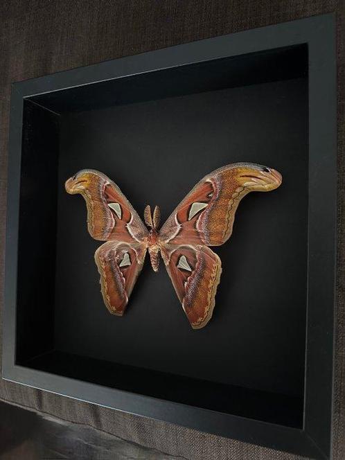 Vlinder Taxidermie volledige montage - Attacus Atlas - 25 cm, Verzamelen, Dierenverzamelingen