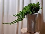 Bonsaï de juniperus en cascade dans un grand pot à bonsaï. -