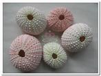 Zeeegel Zee-egel naturel SEA URCHIN PINK roze, 25 stuks, Nieuw