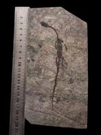 Os parfaits - Animal fossilisé - Hyphalosaurus Cub - 20 cm