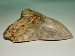 Megalodon - Fossiele tand - Otodus (Carcharocles) megalodon