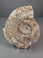 Ammoniet - Gefossiliseerde schelp - Perisphinctes sp. - 24, Verzamelen