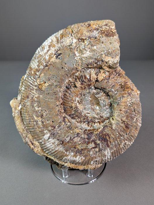 Ammoniet - Gefossiliseerde schelp - Perisphinctes sp. - 24, Verzamelen, Mineralen en Fossielen