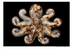 Arnold Mariashin - Octopus - XL - No reserve