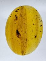 Birmese barnsteen - Barnsteen (Zonder minimumprijs), Verzamelen