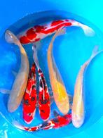 Hirasawa Marusei  40-50 cm (Japanse Koi), Ophalen of Verzenden