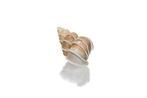 Escargot de mer escalier en spirale précieux  Squelette -, Verzamelen, Nieuw