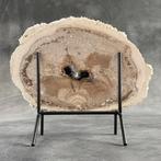 Tranche de racine de palmier pétrifiée C-Wonderful sur un